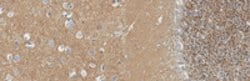 CD315 Rat anti-Human, Clone: 17H1, MilliporeSigma 200 &mu;L;Unconjugated:Antibodies,